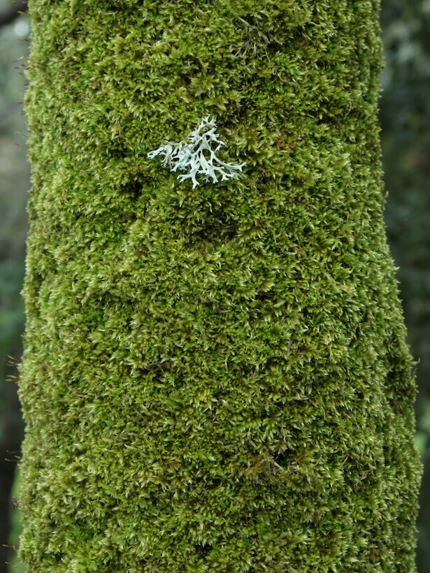 Anti-mousse naturel : les recettes pour éliminer les lichens