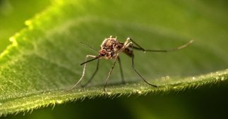 Tous les répulsifs anti-moustiques Tous les répulsifs anti-moustiques