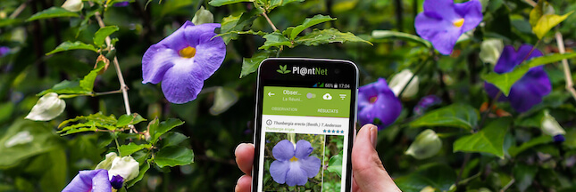 Pl@ntNet, une appli pour reconnaitre les plantes en un clic