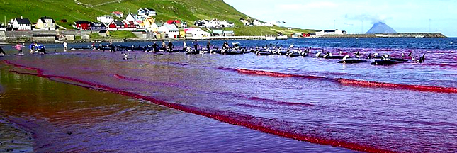 Taiji, îles Féroé : massacres de dauphins et traditions