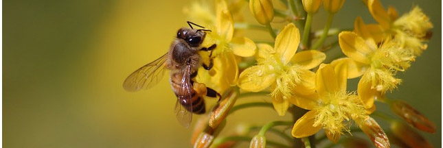 Les abeilles sauvages disparaissent elles aussi
