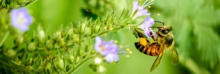 L'apithérapie fait son miel de votre santé