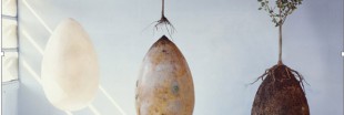 Capsula mundi, l'urne funéraire qui fait pousser des arbres