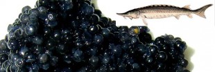 Le caviar sauvage de retour en France !