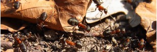 Insolite : des fourmis pour restaurer un écosystème menacé ?