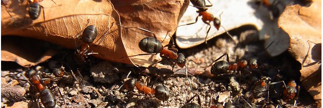 Insolite : des fourmis pour restaurer un écosystème menacé ?