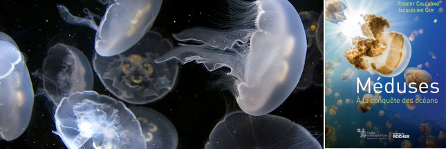 Les Meduses Vont Elles Gelifier Les Oceans
