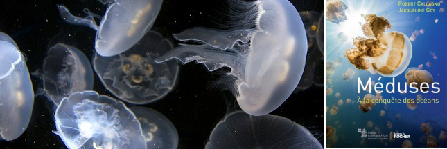 Les méduses vont-elles gélifier les océans ?