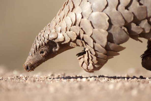 pangolin