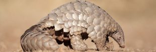 Le pangolin va-t-il disparaître, victime du braconnage ?
