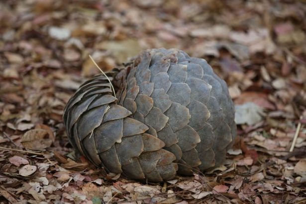 pangolin