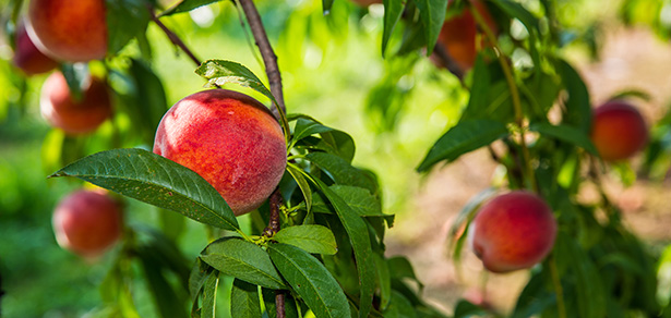 shutterstock gestes septembre au jardin bio jardinage conseils jardinier debutant verger pecher