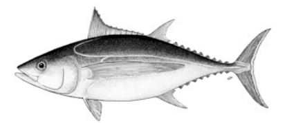 thon-albacore