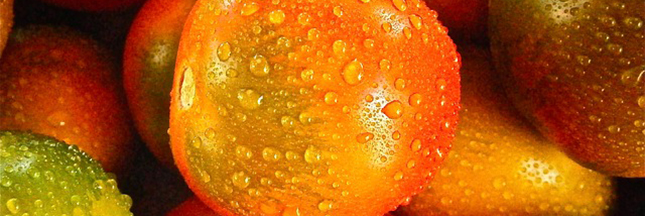 La tomate FW13 : vers la tomate hybride de demain ? La tomate FW13 : vers la tomate hybride de demain ?