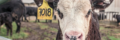 Ferme des 1000 vaches, 1000 veaux : l’opposition à l’élevage intensif s’organise