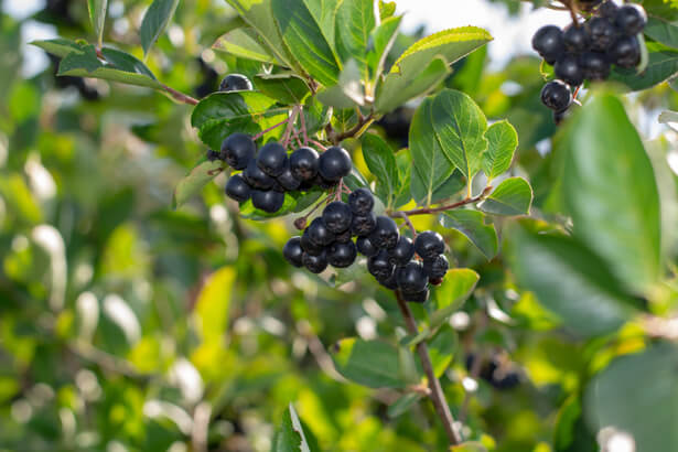 aronia