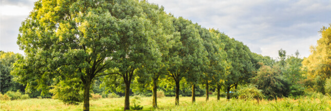 Un champignon d’Asie menace les forêts européennes