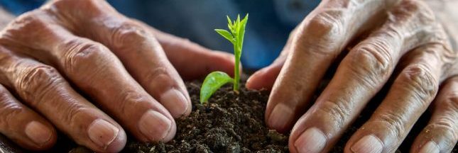 Agriculture : des graines en open source contre le brevetage du vivant