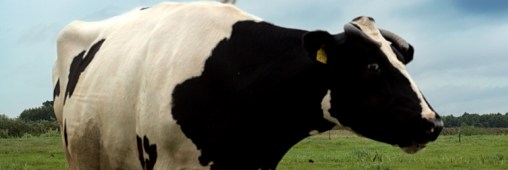 Ferme géante - controverse sur Fair Oaks Farms 