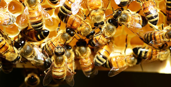 Aider les abeilles