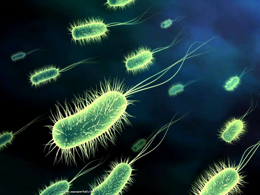 Une représentation de bactérie