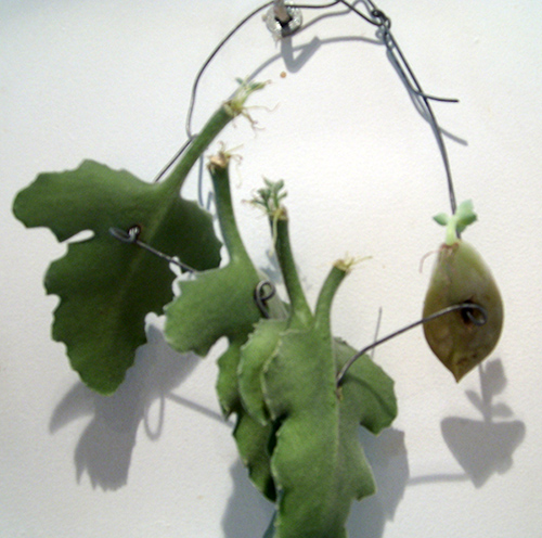 Kalanchoe Beharensis, bouture plante grasse