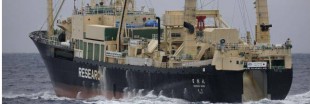 Pêche - Les ravages des navires usines (video)