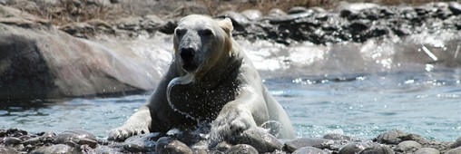 Chasse et fonte des glaces mènent la vie dure aux ours polaires