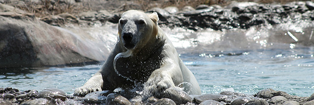 Chasse et fonte des glaces mènent la vie dure aux ours polaires