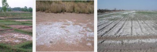La salinisation des sols menace le sel de la terre