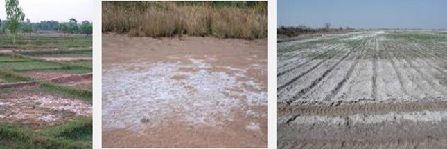 La salinisation des sols menace le sel de la terre
