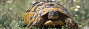 Plan de sauvegarde de la Tortue d'Hermann dans le Var : les nouvelles sont bonnes Plan de sauvegarde de la Tortue d'Hermann dans le Var : les nouvelles sont bonnes