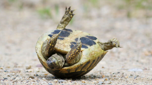 tortue d'hermann