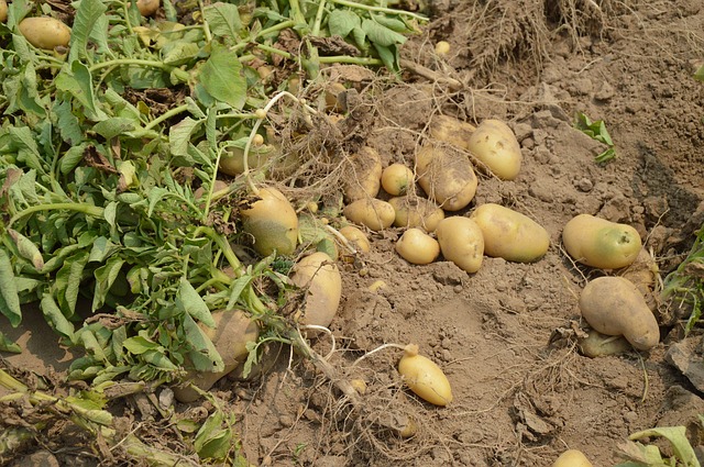 sol pommes de terre