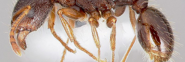 Des armées de fourmis nettoient discrètement… New York !