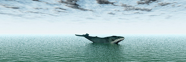 Magnifique et in extremis sauvetage d’une baleine à bosse