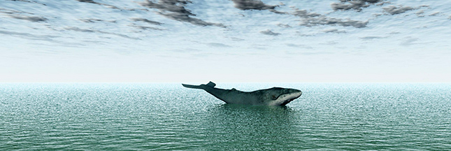 Magnifique et in extremis sauvetage d'une baleine à bosse  