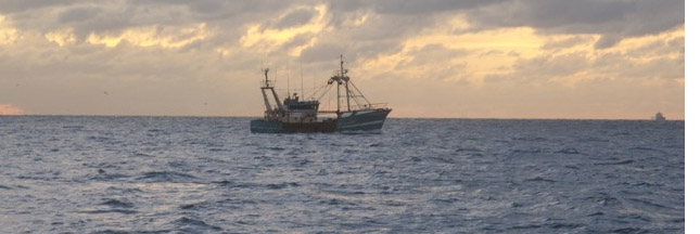 Coquilles Saint-Jacques : reportage sous la coque