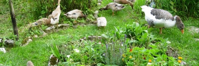 La permaculture au coeur de la biodiversité