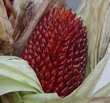 graines bio Maïs-Fraise-Pop-Corn