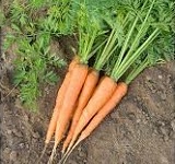 graines bio carotte