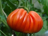graines bio tomate-coeur