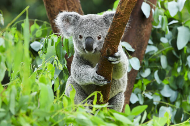 koalas