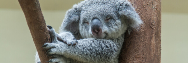 Espèces menacées : le koala pourrait bientôt s’éteindre