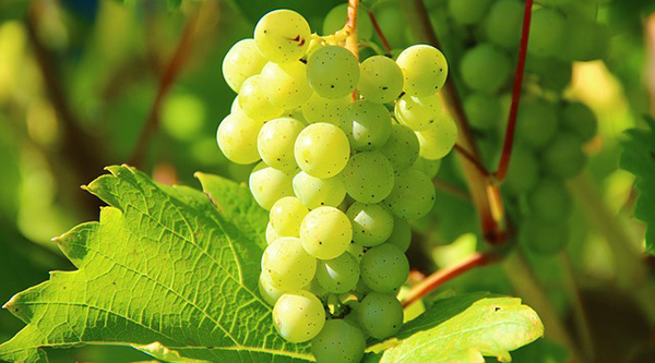 raisin-vin-bio-vigne-fruit-vignoble-01