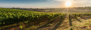 Des pesticides dans le vin bio. Et alors !? Des pesticides dans le vin bio. Et alors !?