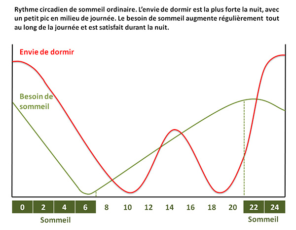 café rythme circadien, quand boire le café