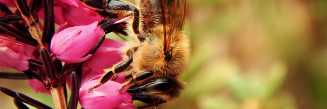 abeille-fleur-pollinisation-pollen-01
