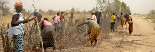 Arrêter le désert du Sahel grâce au bocage... normand !