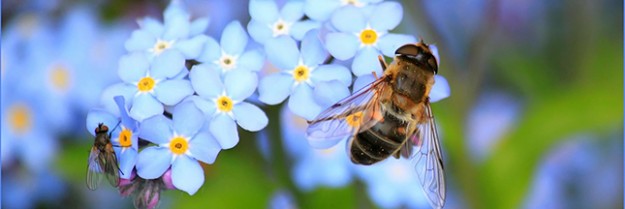 Abeilles : le géant des pesticides Bayer porte plainte contre l’Europe